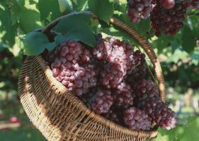 Turpan Grape Tour
